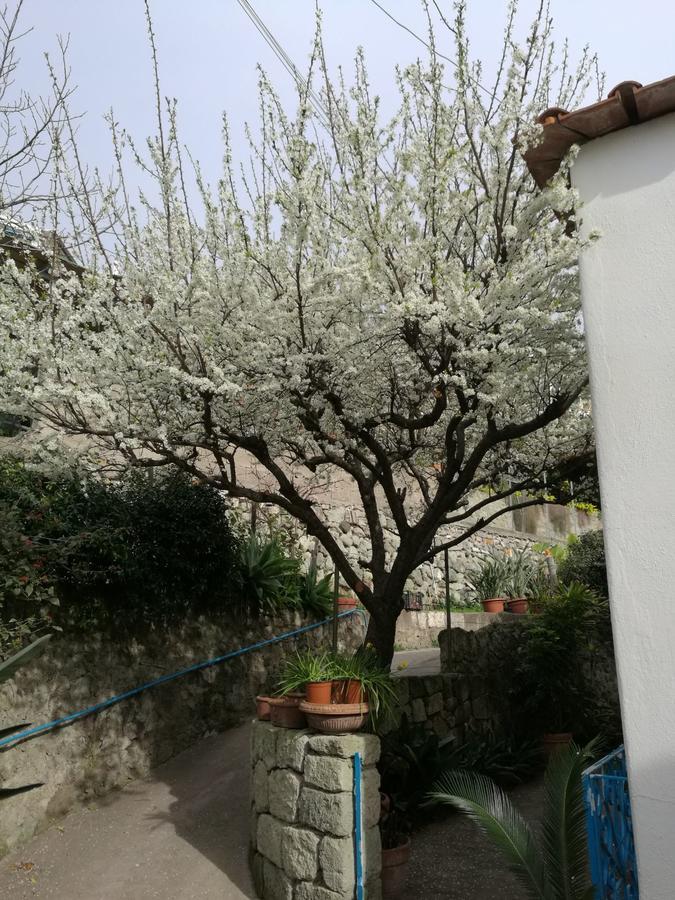 Loreta Gasthuis Forio di Ischia